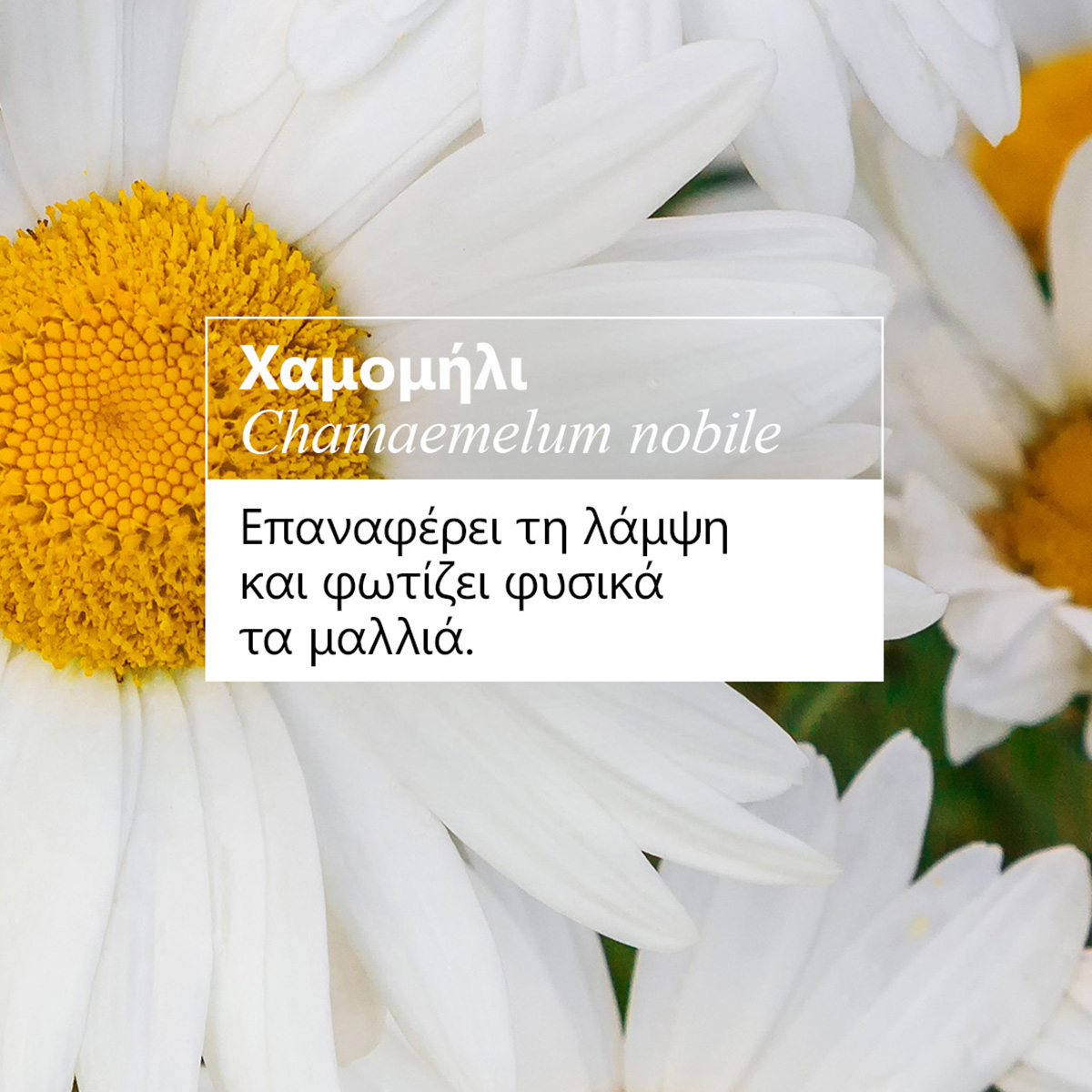 Klorane Promo Σαμπουάν με Χαμομήλι - Λάμψη - Για Ξανθά μαλλιά 2x400ml 5 Klorane Promo Σαμπουάν με Χαμομήλι - Λάμψη - Για Ξανθά μαλλιά 2x400ml - Image 5
